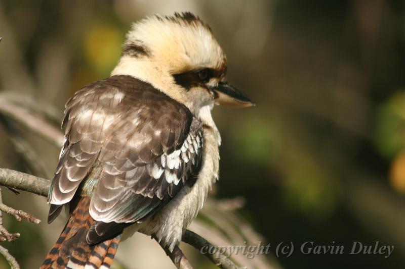 Kookaburra, Tindale Gardens IMG_6940.JPG